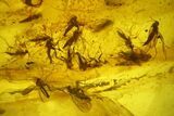 Fossil Fly Swarm (Diptera) In Baltic Amber #200195-1